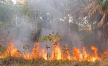 Fogo de grandes proporções atinge área verde em Adrianópolis