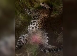 Onça-pintada é encontrada morta após possível atropelamento na BR-319