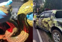 Sucuri é resgatada após aparecer em via movimentada no bairro Dom Pedro, em Manaus