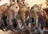 Estudo aponta mais de 2,7 mil espécies de peixes na Amazônia