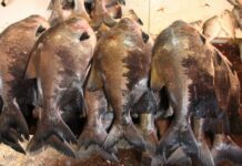 Estudo aponta mais de 2,7 mil espécies de peixes na Amazônia