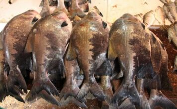 Estudo aponta mais de 2,7 mil espécies de peixes na Amazônia