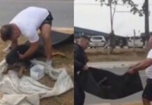 Polícia Militar resgata cachorro ferido após atropelamento na Zona Leste de Manaus