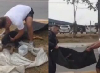 Polícia Militar resgata cachorro ferido após atropelamento na Zona Leste de Manaus