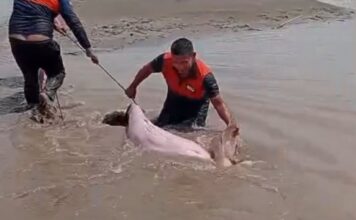 Boto-cor-de-rosa é resgatado após ficar encalhado no Rio Solimões no Amazonas