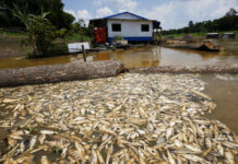 Seca provocada pelo El Niño afetou 38% das áreas habitadas na Amazônia