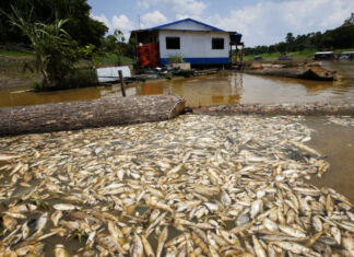 Seca provocada pelo El Niño afetou 38% das áreas habitadas na Amazônia