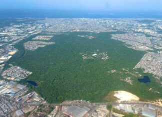 Floresta amazônica ocupa 700 hectares dentro da área urbana de Manaus
