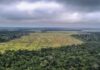 Desmatamento na Amazônia recua 41,8% e no Cerrado cai 23,8%, aponta Inpe