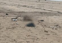Corpo de homem com sinais de violência é localizado na faixa de areia da Ponta Negra